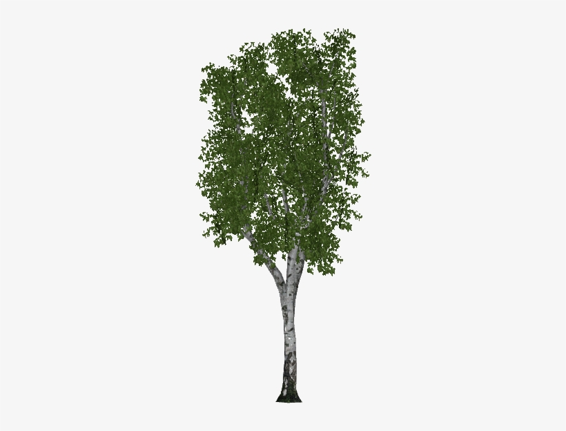 Hairy Birch, transparent png