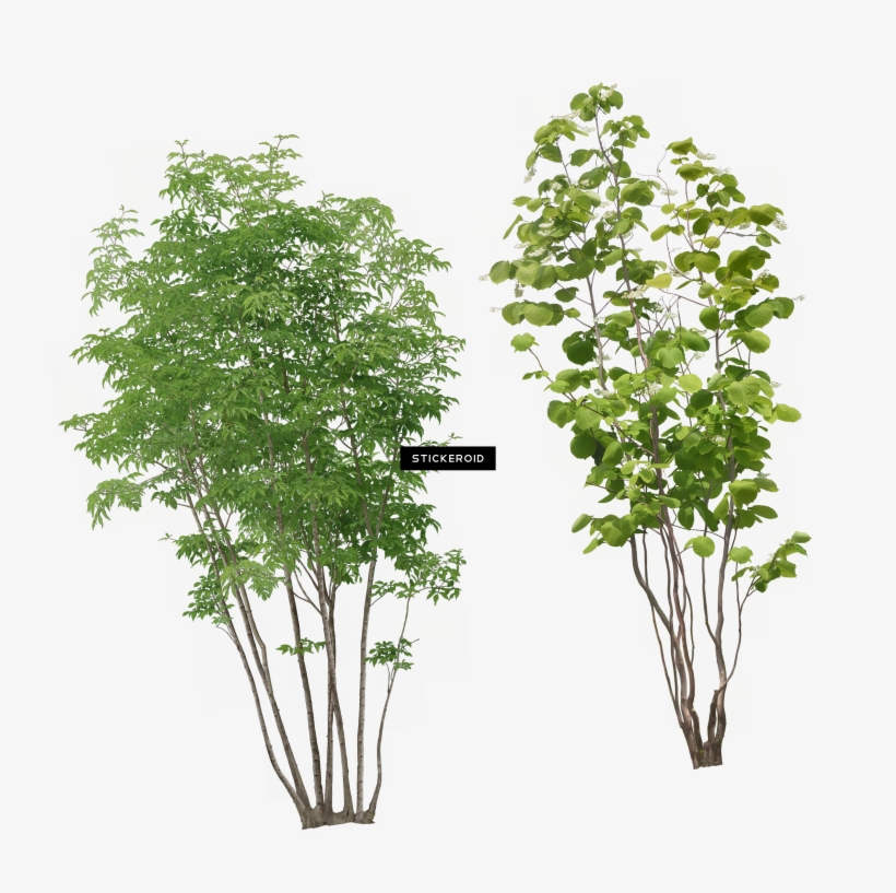树png图像 - 树 - Plants Front View Png, transparent png