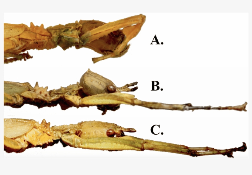 Side View Of Microphyllium Female Thorax And Head - Thorax, transparent png