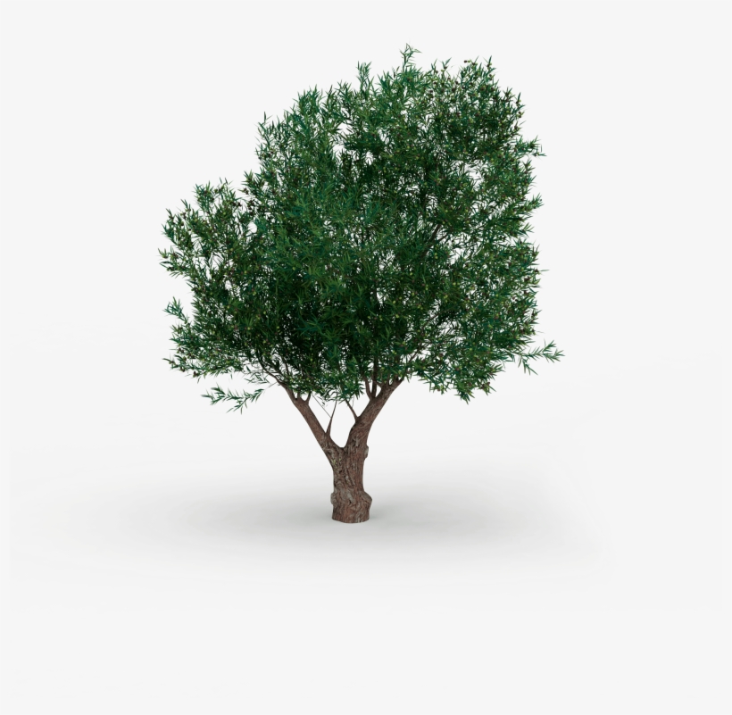 What's The Gariga - Olive, transparent png