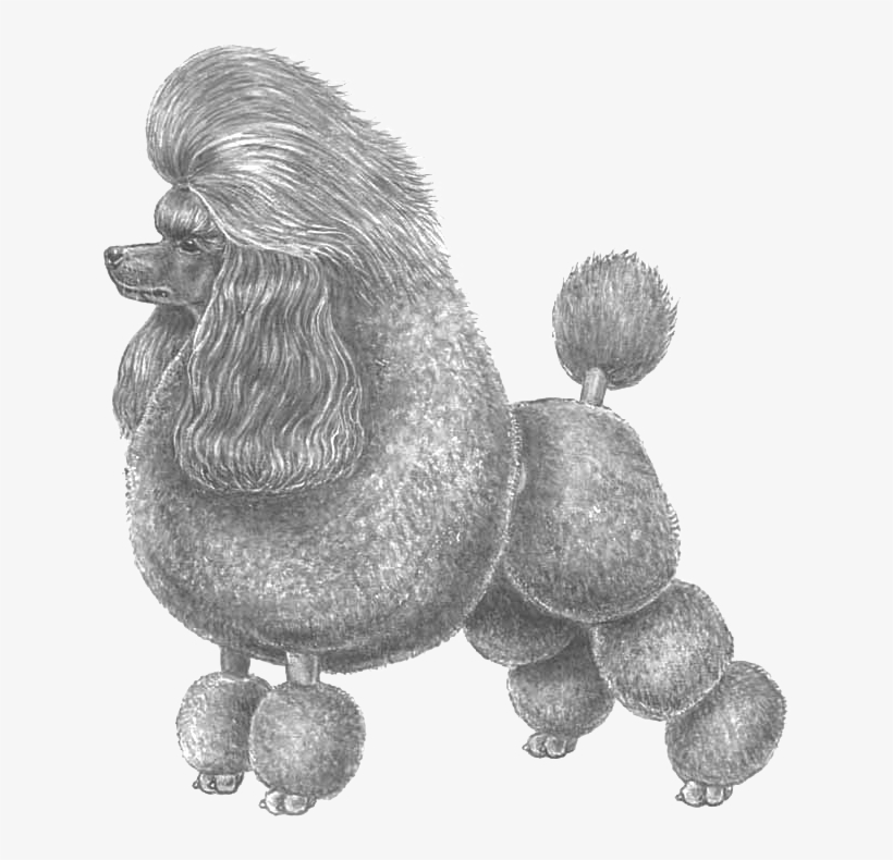 Poodle, Miniature - Barbone Grande Mole Blu, transparent png