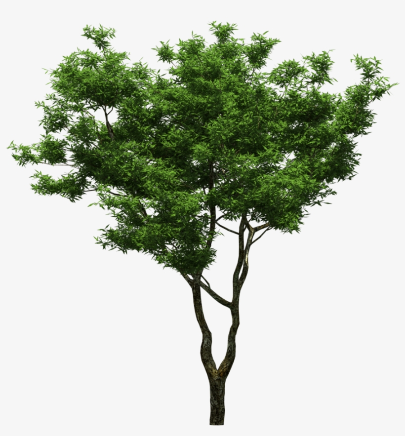 园林绿树树木透明png - Arboles Png Para Photoshop, transparent png