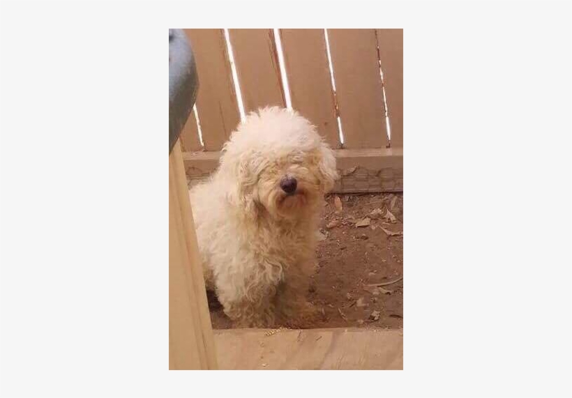 Standard Poodle, transparent png