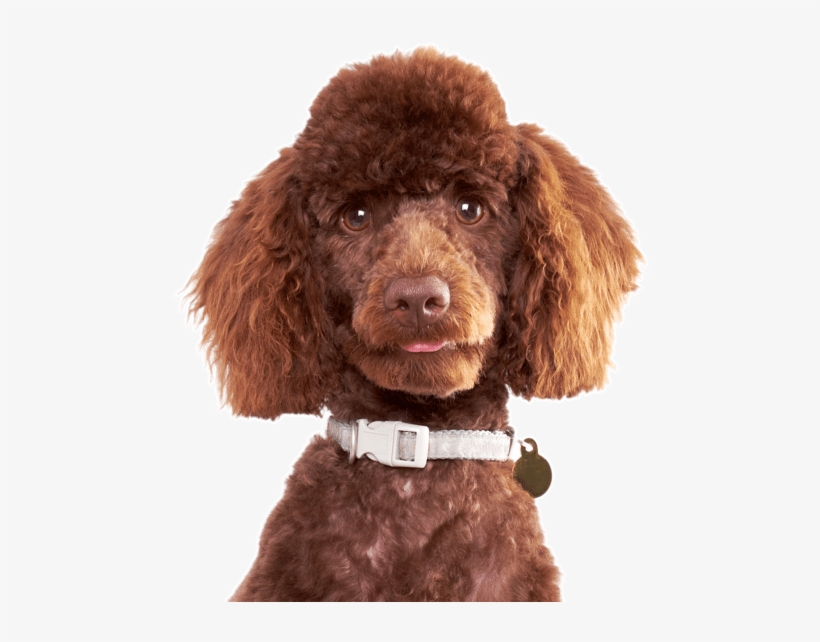 Poodle - Brown Poodle, transparent png