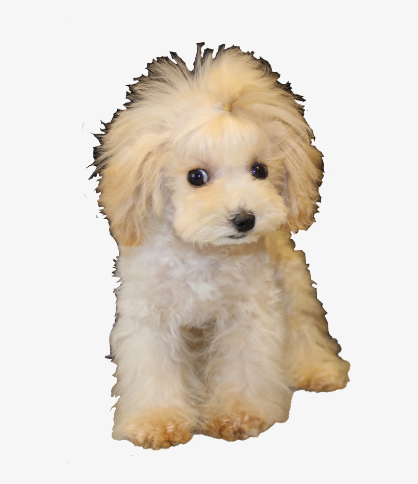 Poodle Clip Teddy Bear Vector Freeuse Stock - Bear, transparent png