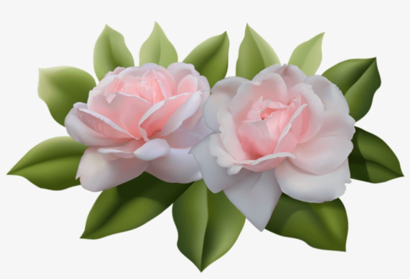 Beautiful Pink Roses Png - Rose, transparent png