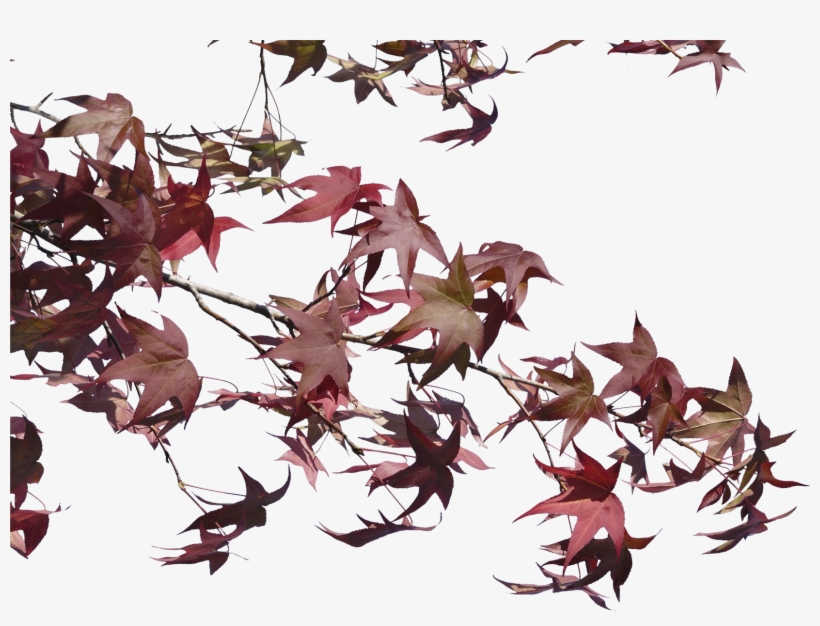 Branch Autumn Transparent, transparent png