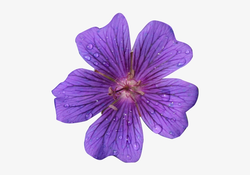 Flower - Realistic Flower Clip Art, transparent png