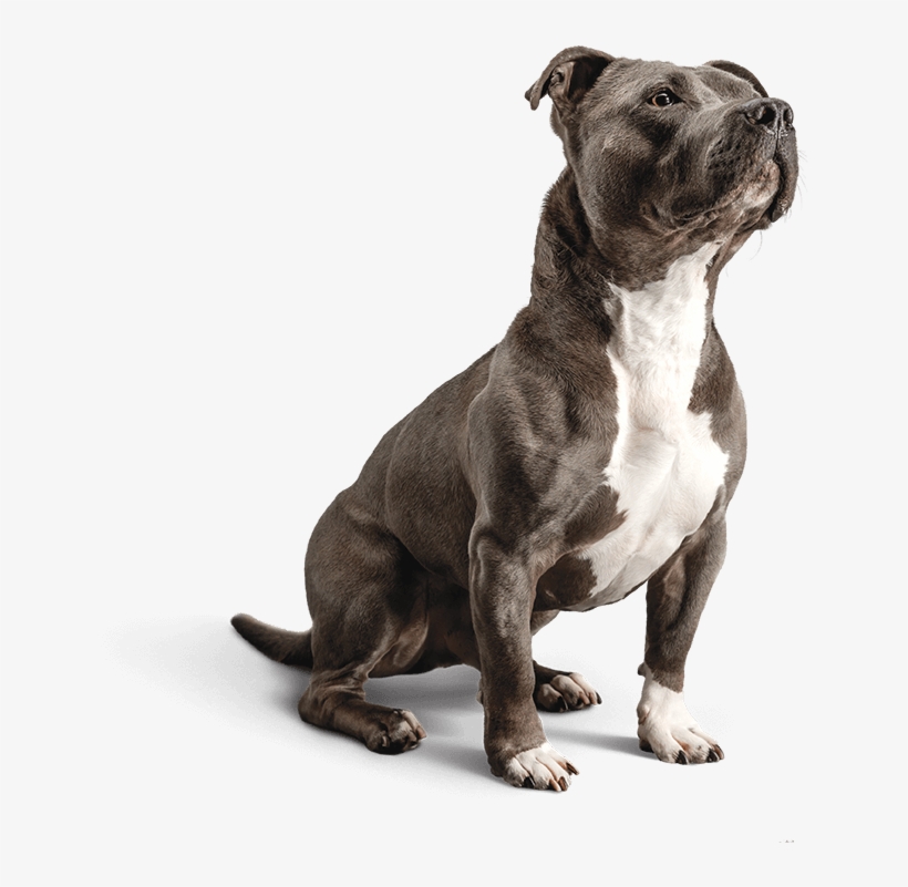 pitbull sensitive stomach