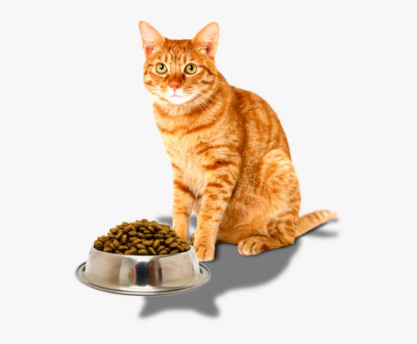 Ingredients - Yellow Tabby Cat, transparent png