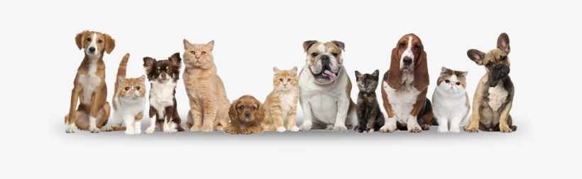 Pet Registration - No Kill Shelter, transparent png