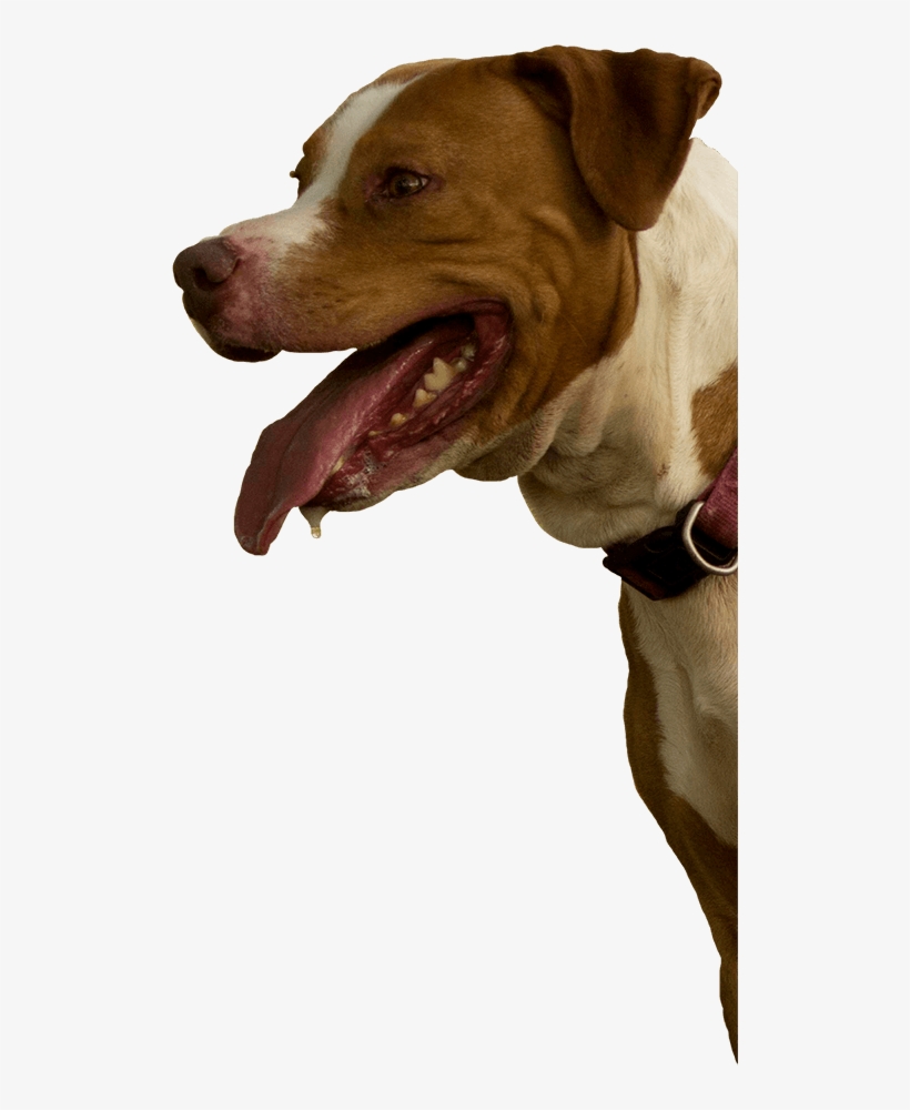 Pitbull Mix Rescue - Pit Bull, transparent png