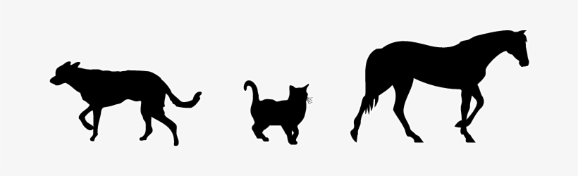 For Dogs, Cats, And Horses - Dog, transparent png