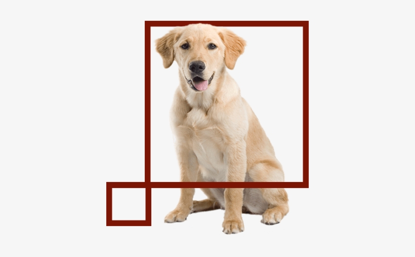 Dogs Are Aproved According To The Pet Policies - Golden Labrador Transparent Background, transparent png