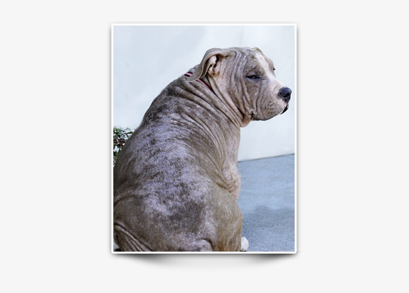 Chapo Rescue Pitbull - Shar Pei, transparent png