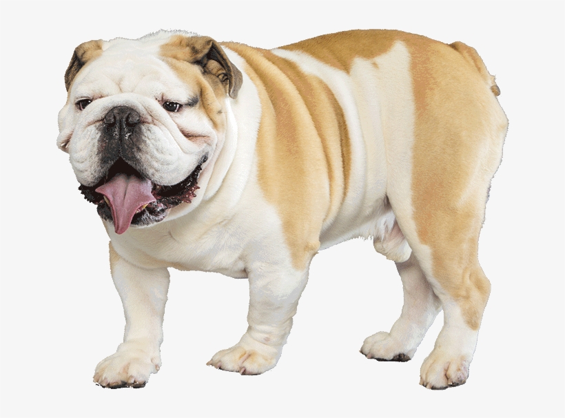Bulldog - English Bulldog Transparent, transparent png
