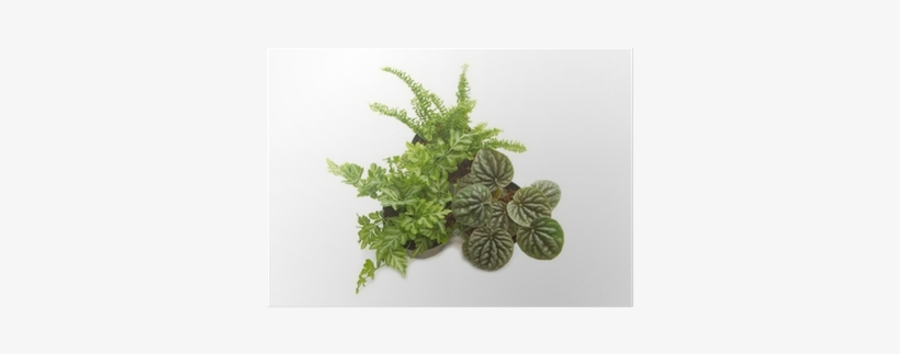 House Plants With Green Leaves In Pot Poster • Pixers® - Indoor Plants Top View, transparent png