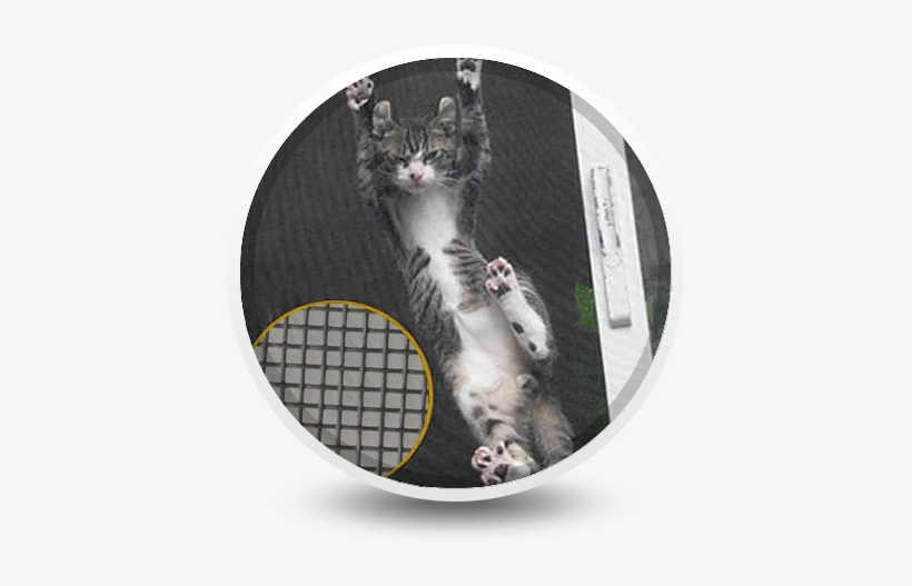 A Cat Is Climbing Up On The Black Pet Screen - Pet Screen, transparent png