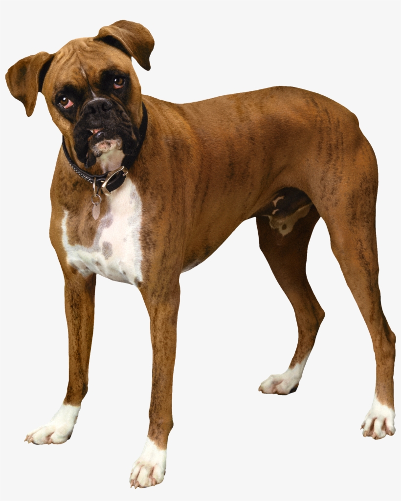 Brown Png Best Web - Bulldog Png, transparent png