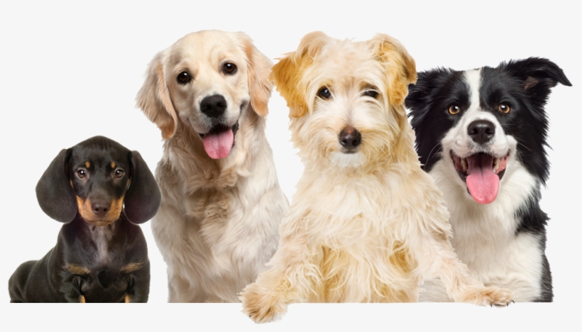 Border Collie Shaped I.d. Tag, transparent png