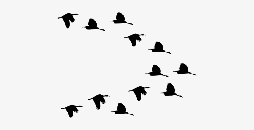 Flock, Ducks, Birds, Animals, Flying - Ducks Flying Silhouette, transparent png
