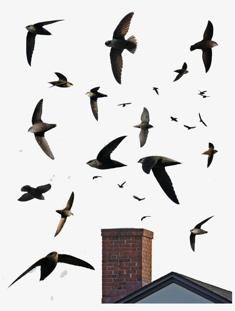 American Needletail/chaetura - Chimney Swift, transparent png