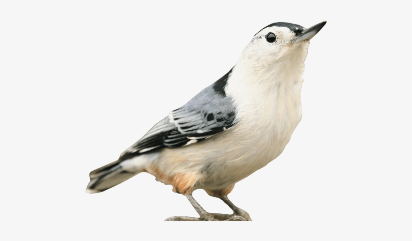 Kaytee Wild Bird - Oben Mit Vögeln Ist Kaffeetasse, transparent png