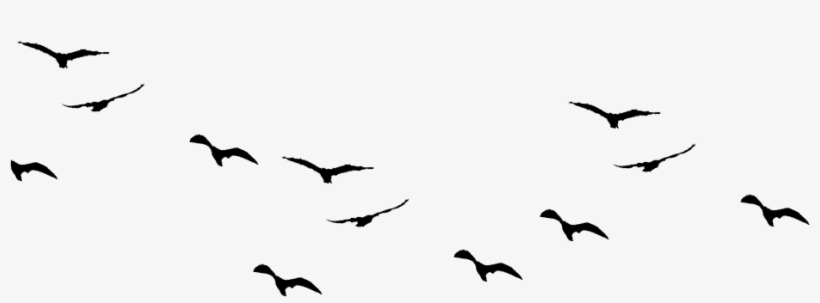 Birds-960x876 - Flock, transparent png