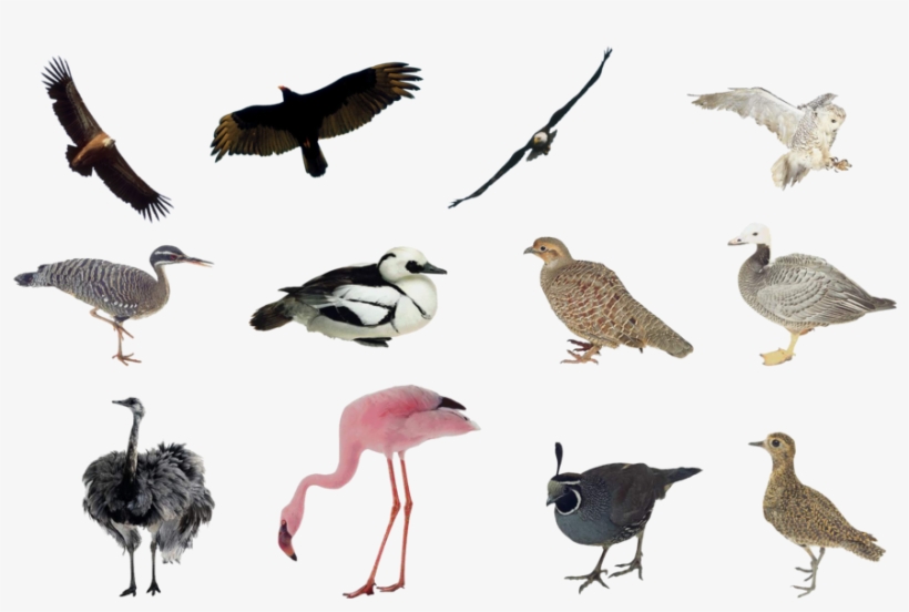 Birds Png Set By Mossi889 - Birds Collage Png, transparent png