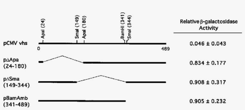 Activities Of Vhs Deletion Mutants In The Cotransfection - Number, transparent png