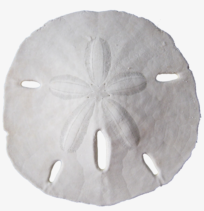 Sand Dollar Png Banner Black And White - Sand Dollar Transparent, transparent png