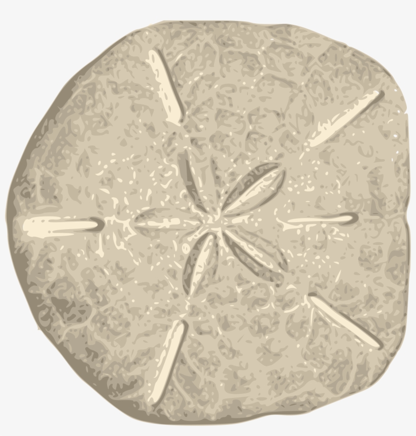 Jpg Freeuse Stock Dollar Big Image Png - Sand Dollar Clipart, transparent png