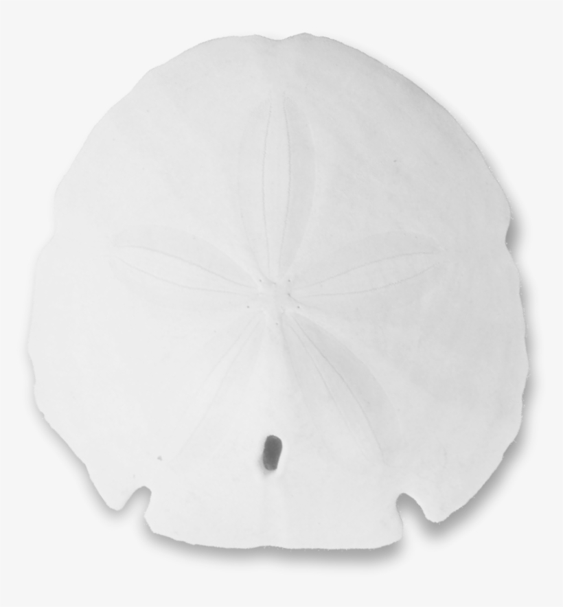 Sand Dollar Png - Christmas Tree, transparent png