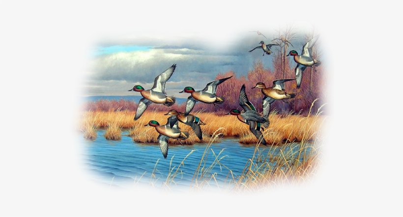 Bd-39 - Duck Season Throw Blanket, transparent png