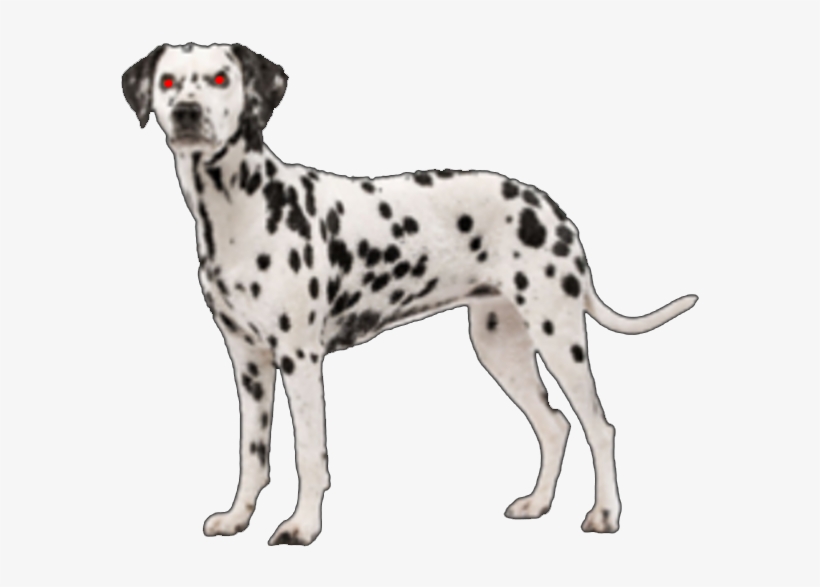 Susie Dalmatian Dog - Dalmata Png, transparent png