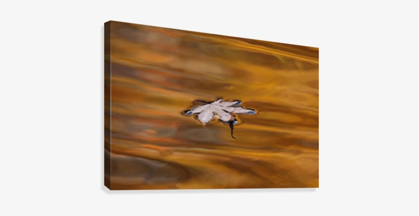 Autumn Drift Canvas Print - Picture Frame, transparent png