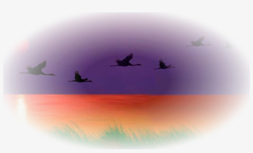 #326 - Flock, transparent png