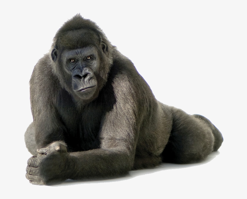 Png Pic - Gorilla Transparent, transparent png