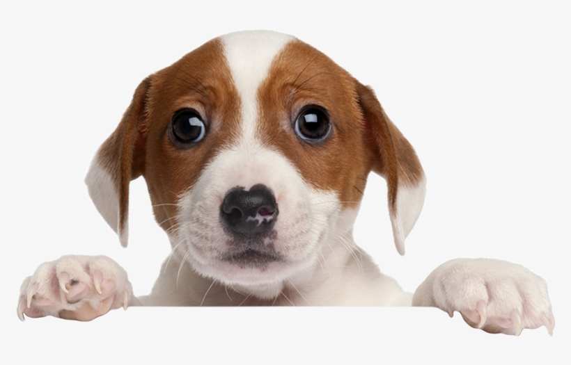 Welcome To K9s4u Dog Rescue - Way-seven Fun Feeder Dog Slow Feed Bowl Nonskid Anti-choking, transparent png