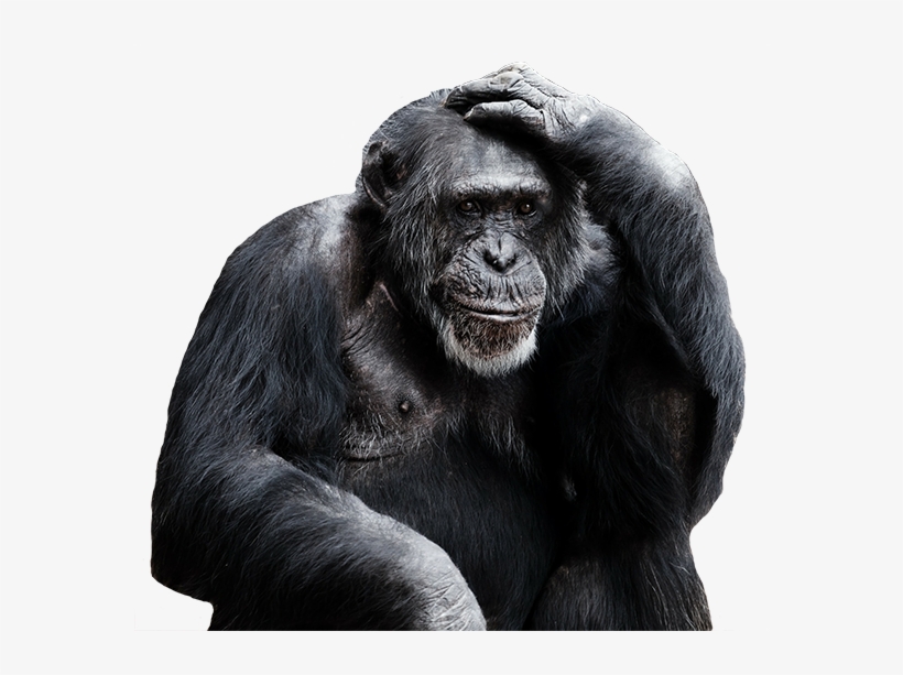 Monkey Png - Mondays Should Be Optional, transparent png