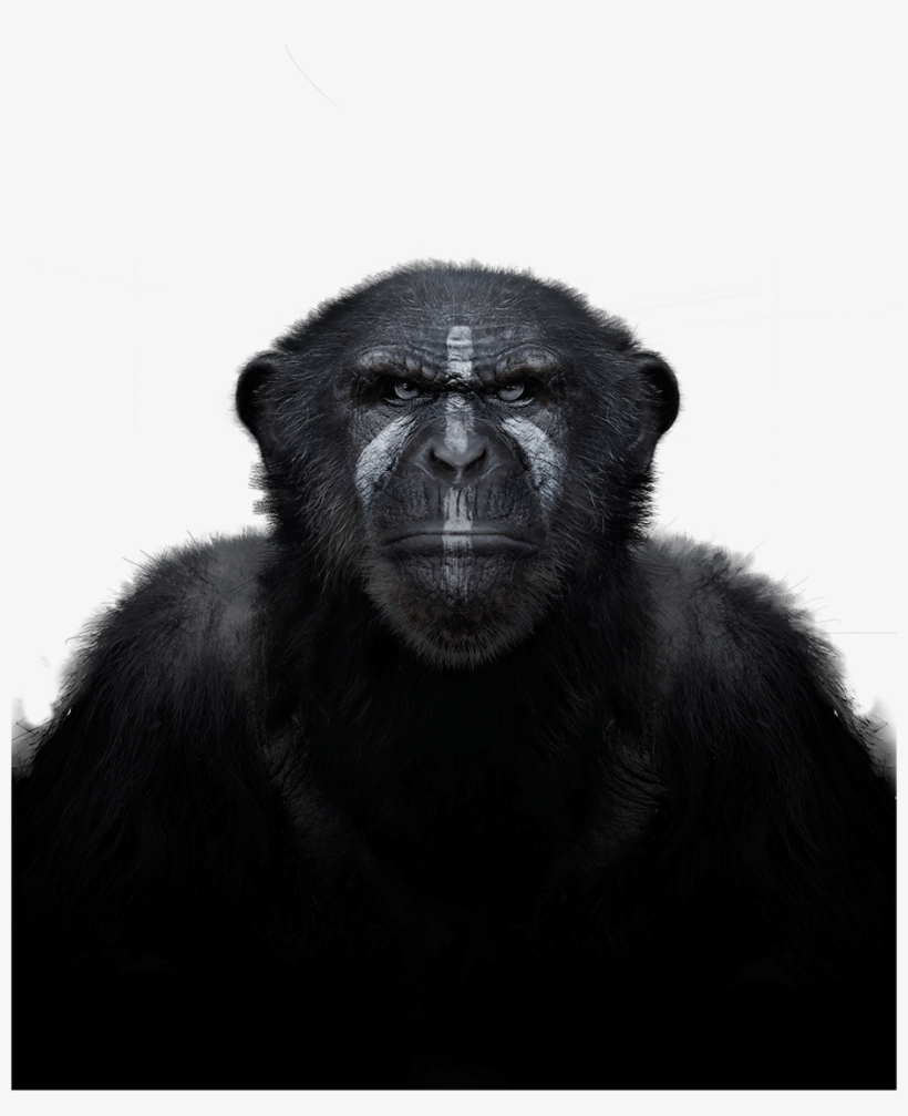 Chimpanzee, transparent png