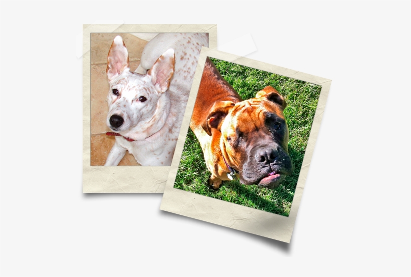 Polaroid Picture Of Emilie's Dogs - Dog, transparent png