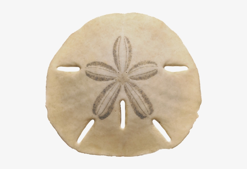 Echinarachnius Parma Sea Urchin The Sand Dollar Seashell - Sand Dollar 1 Round Coaster, transparent png