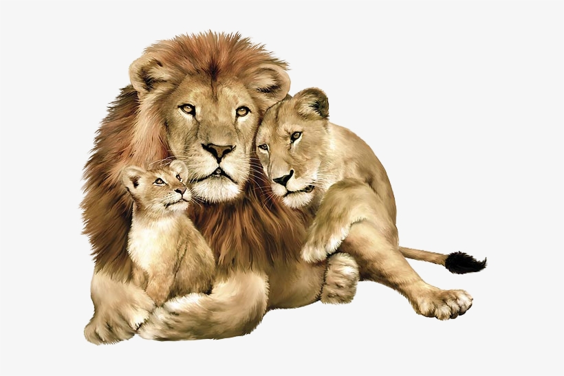 Lions Images - Animals Png, transparent png