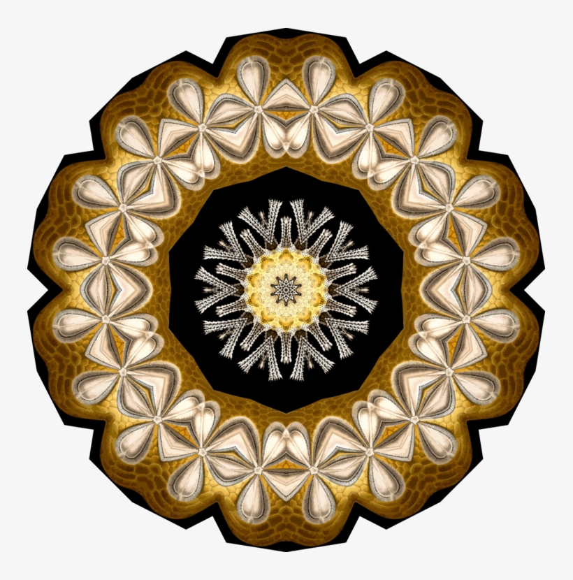 Computer Icons Echinidea Sand Dollar Symmetry Silhouette, transparent png