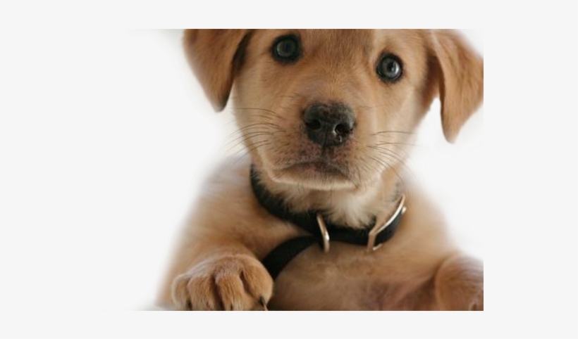 Vitahound Dog Supplements For Growing Dogs - Png Format Dogs Png, transparent png