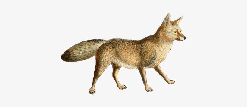 Dogs, Jackals, Wolves, And Foxes - Foxes Jackals Coyotes Wolves Dogs, transparent png