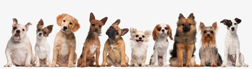Have A Read To Brighten Your Day Enjoy Testimonials - Transparent Background Puppies Png, transparent png