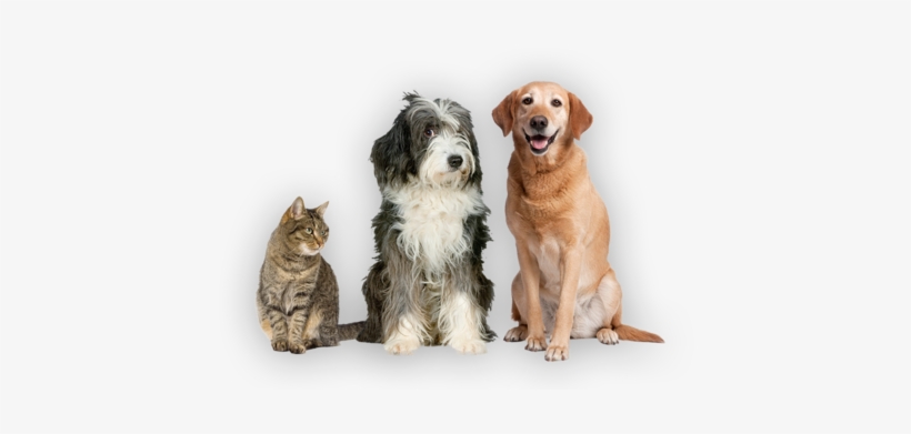 Dogs, transparent png