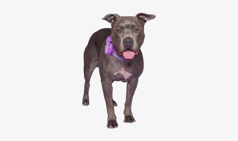 Abandoned Dog Png Download Image - American Pit Bull Terrier, transparent png